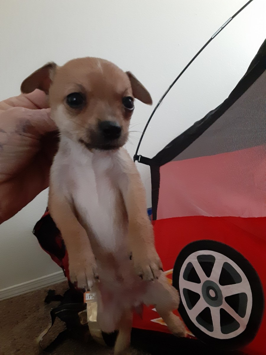 Chihuahua Puppies For Sale Kansas, OK 330271 Petzlover