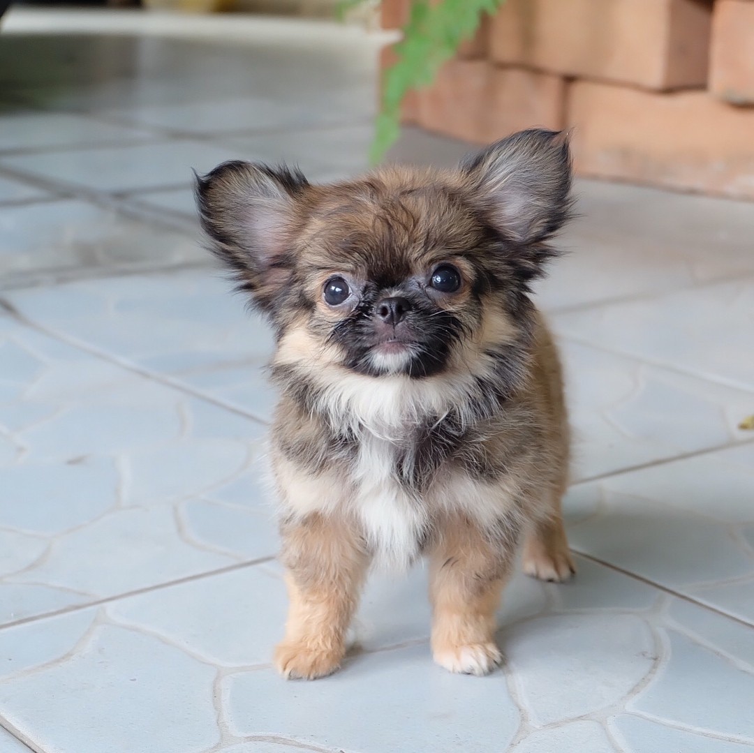 Chihuahua For Sale in Montana (5) | Petzlover