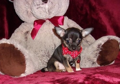Chihuahua Puppies For Sale Ohio 13, OH 335101 Petzlover