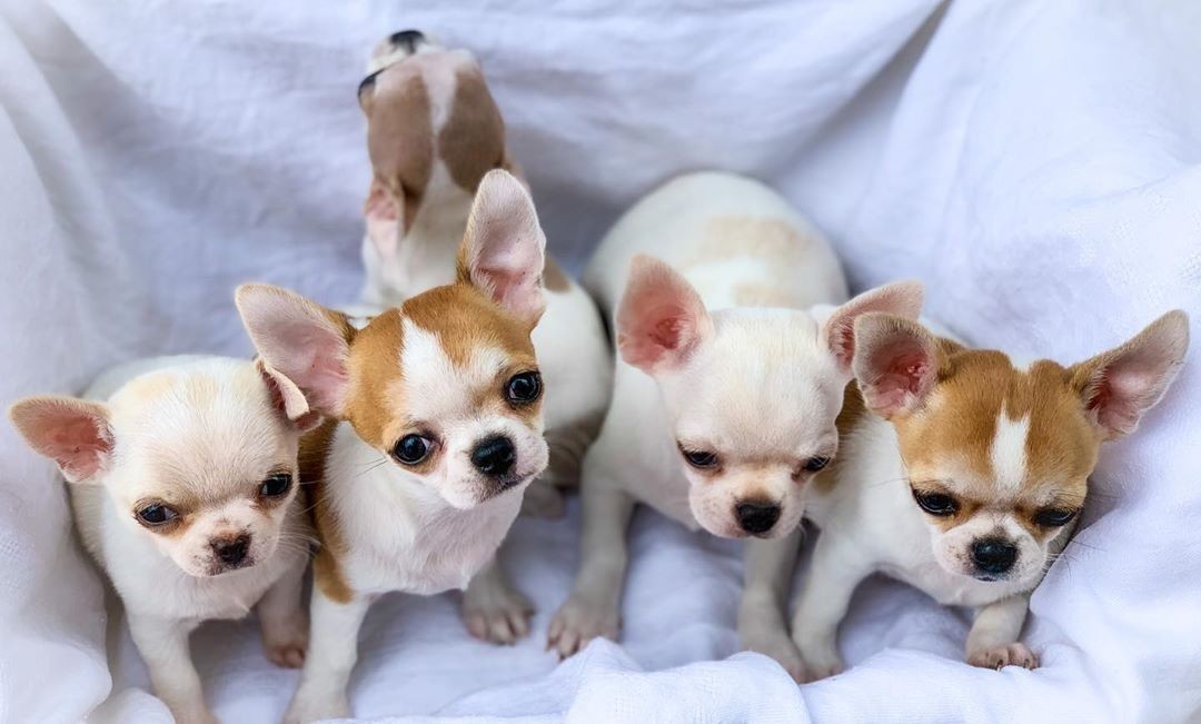 Chihuahua Puppies For Sale Charlotte, NC 349779
