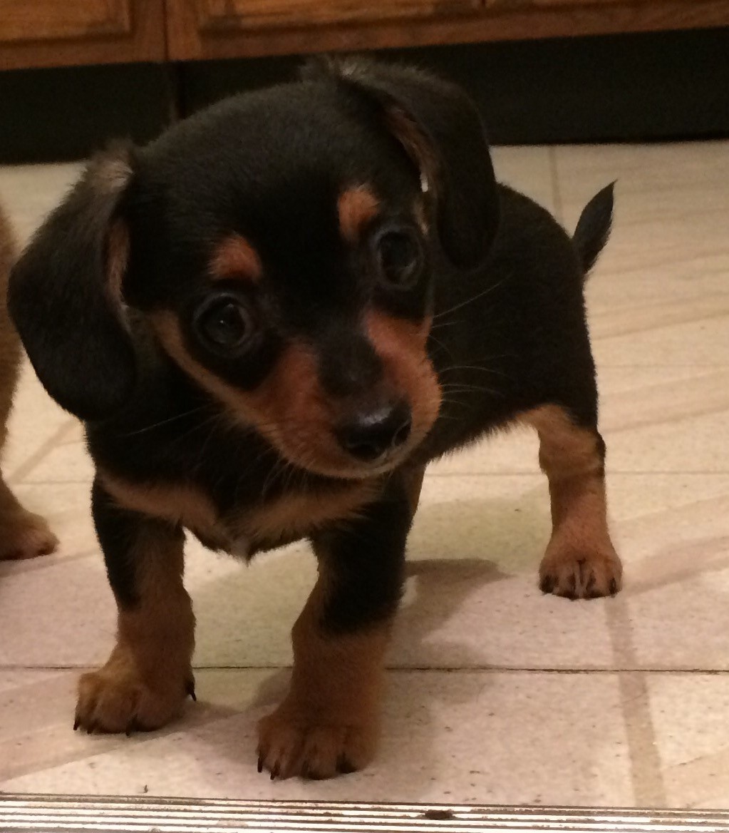 Chiweenie Puppies For Sale Ames, IA 240369 Petzlover