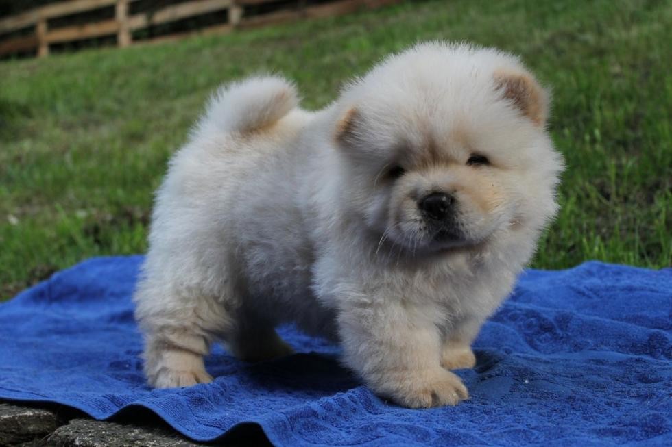 Chow Chow Puppies For Sale Antioch, CA 85542 Petzlover