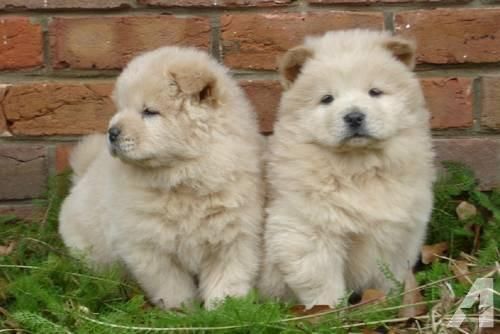 Chow Chow Puppies For Sale Oklahoma City, OK 103747
