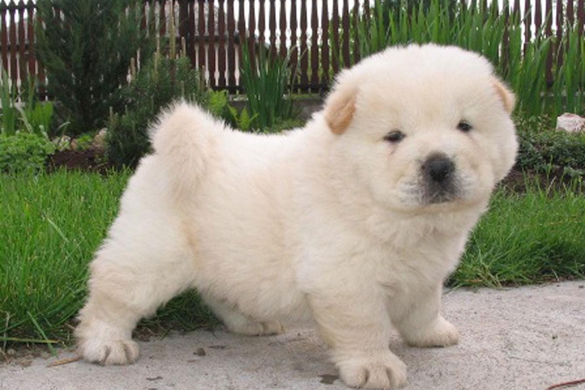Chow Chow Puppies For Sale Rochester, NY 153994