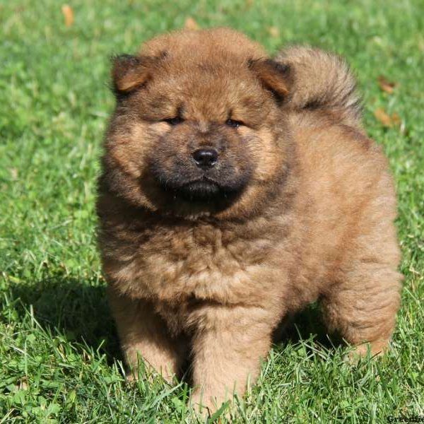 Chow Chow Puppies For Sale Texas 249, TX 178343