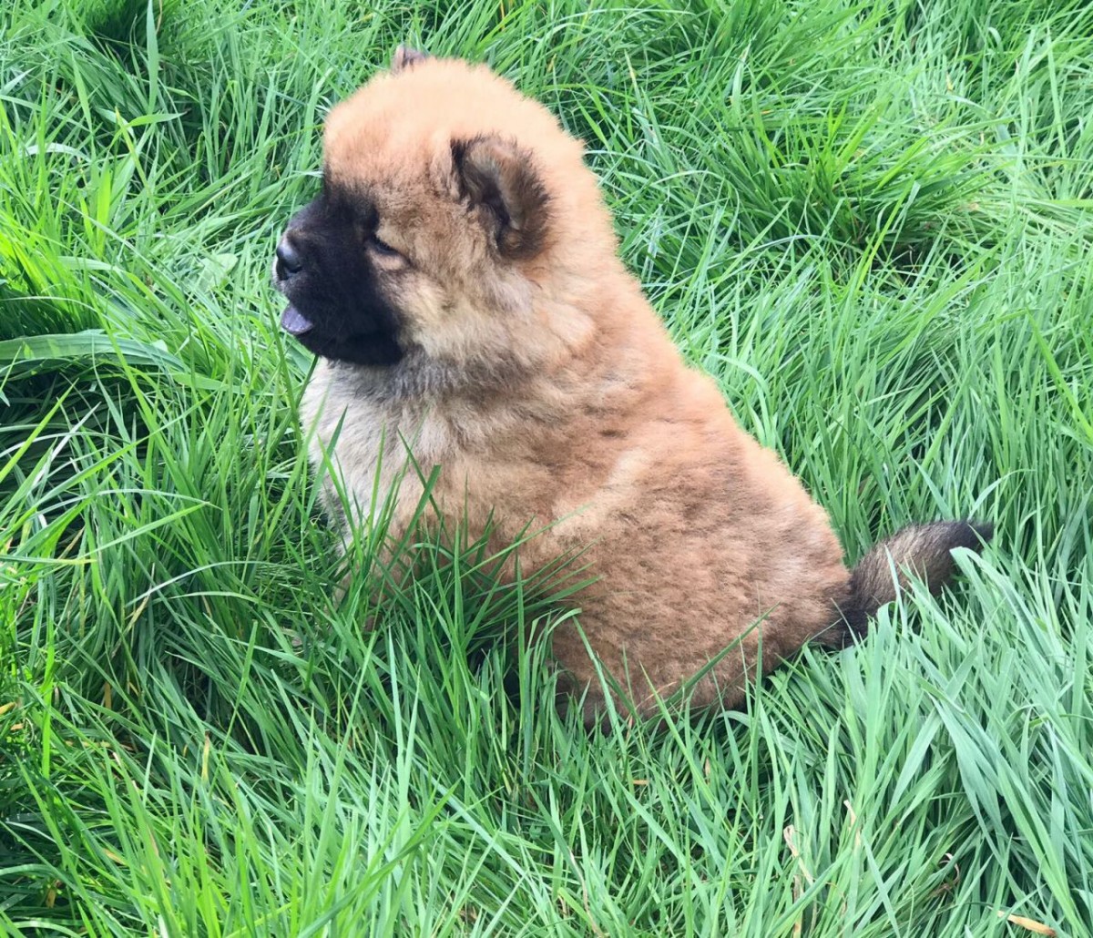 Chow Chow Puppies For Sale Southwest Philadelphia, PA