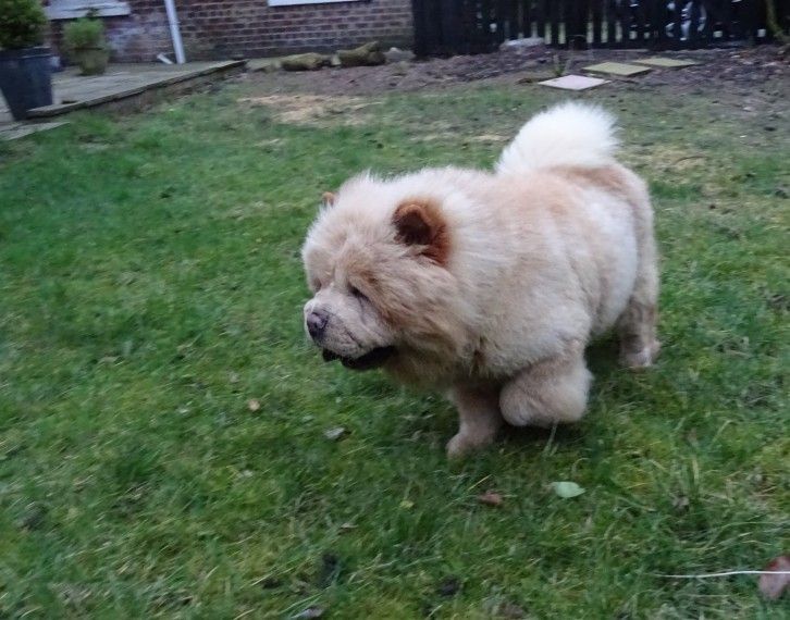 Chow Chow Puppies For Sale Maryland Line, MD 230399