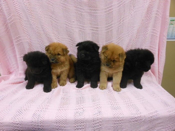 Chow Chow Puppies For Sale Maryland Road, Upper Moreland
