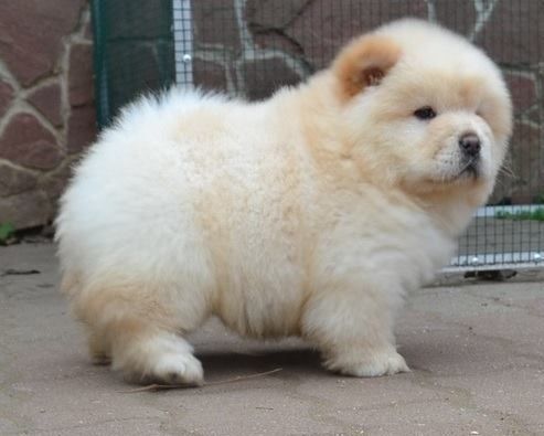 Chow Chow Puppies For Sale | Fresno, CA #253251 | Petzlover