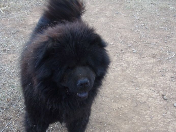 Chow Chow Puppies For Sale Tucson, AZ 259136 Petzlover