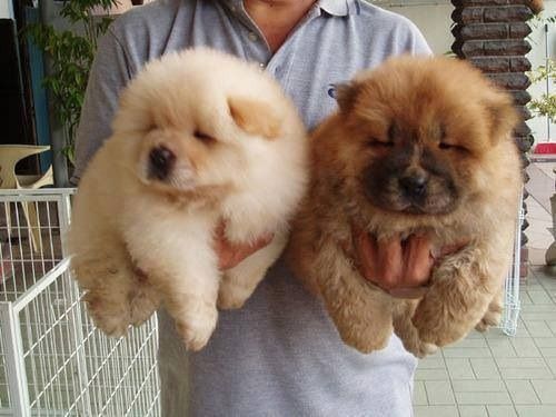 Chow Chow Puppies For Sale Houston, TX 260044 Petzlover