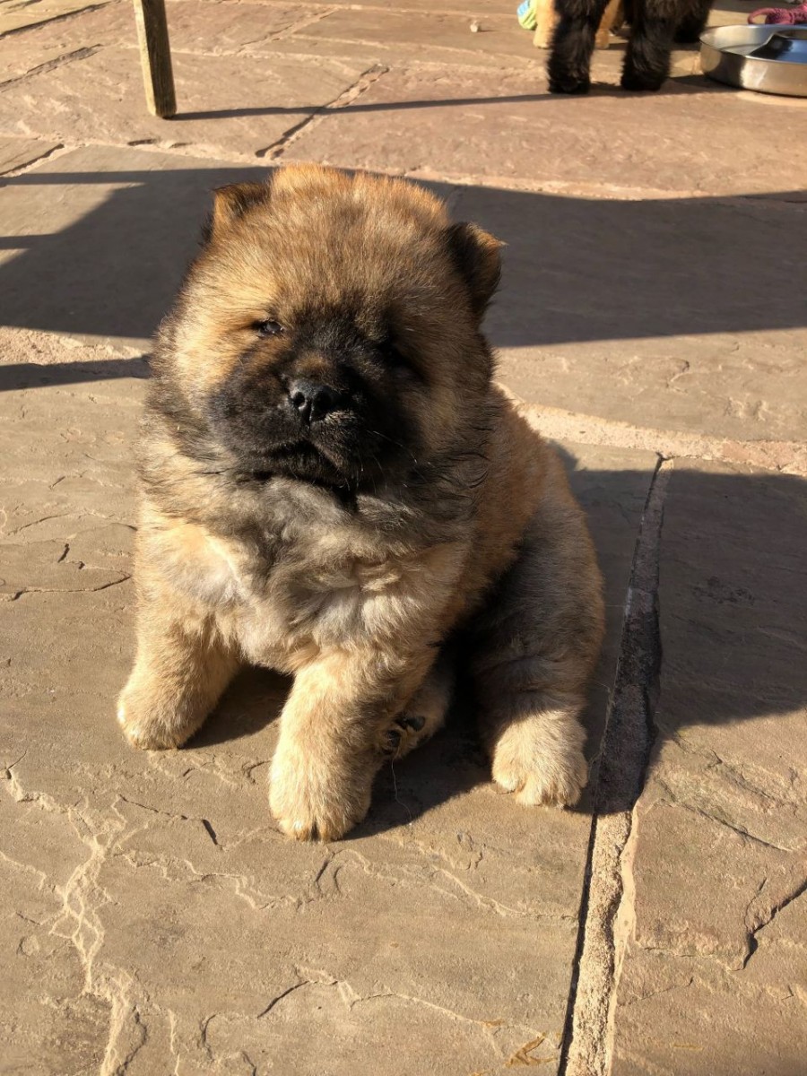 Chow Chow Puppies For Sale Pittsburgh, PA 280005