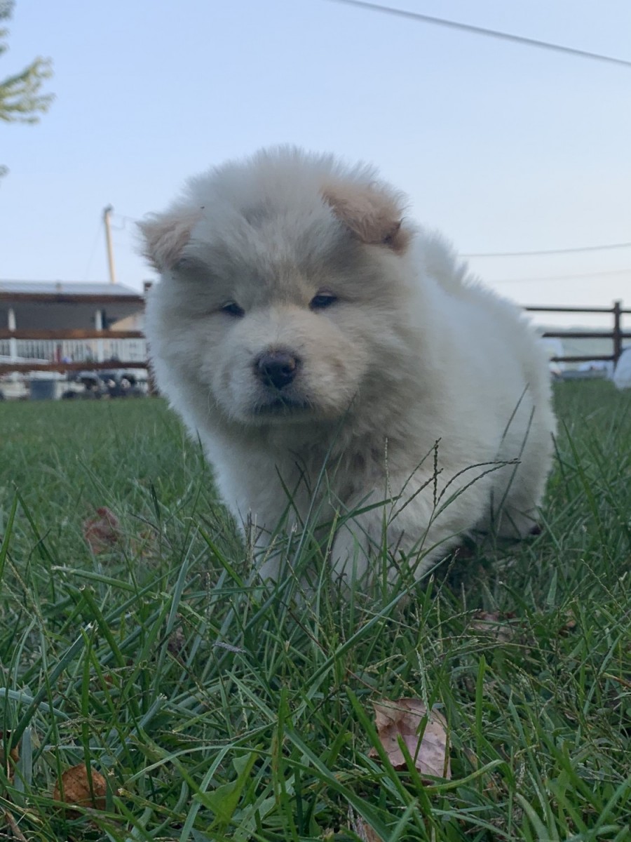 Chow Chow For Sale in Pennsylvania (243) Petzlover