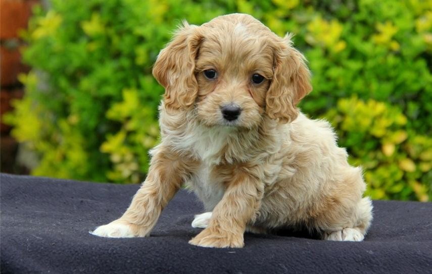 Cockapoo Puppies For Sale Boise, ID 117225 Petzlover