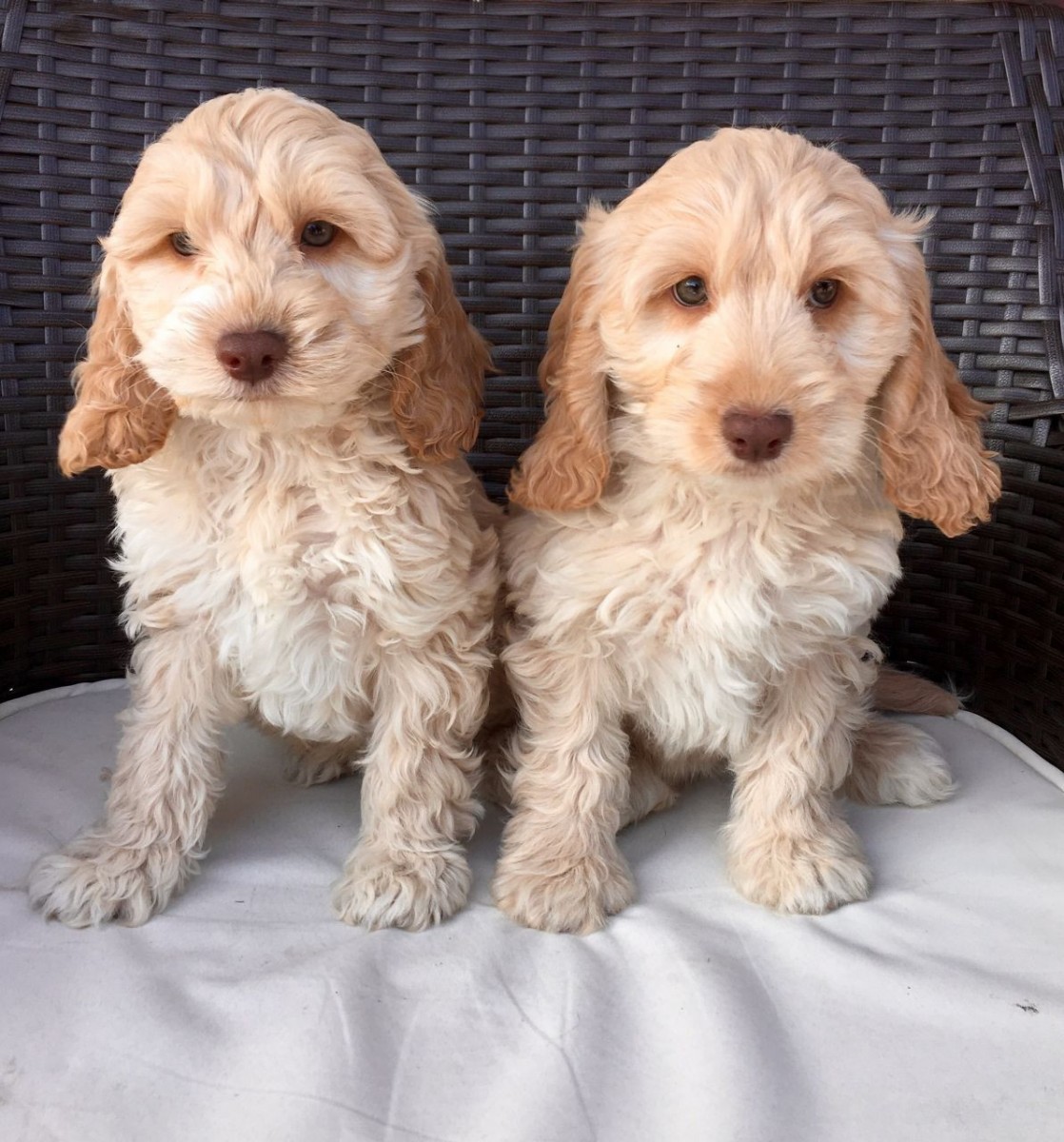 Buy Cockapoo Puppy For Sale | England UK