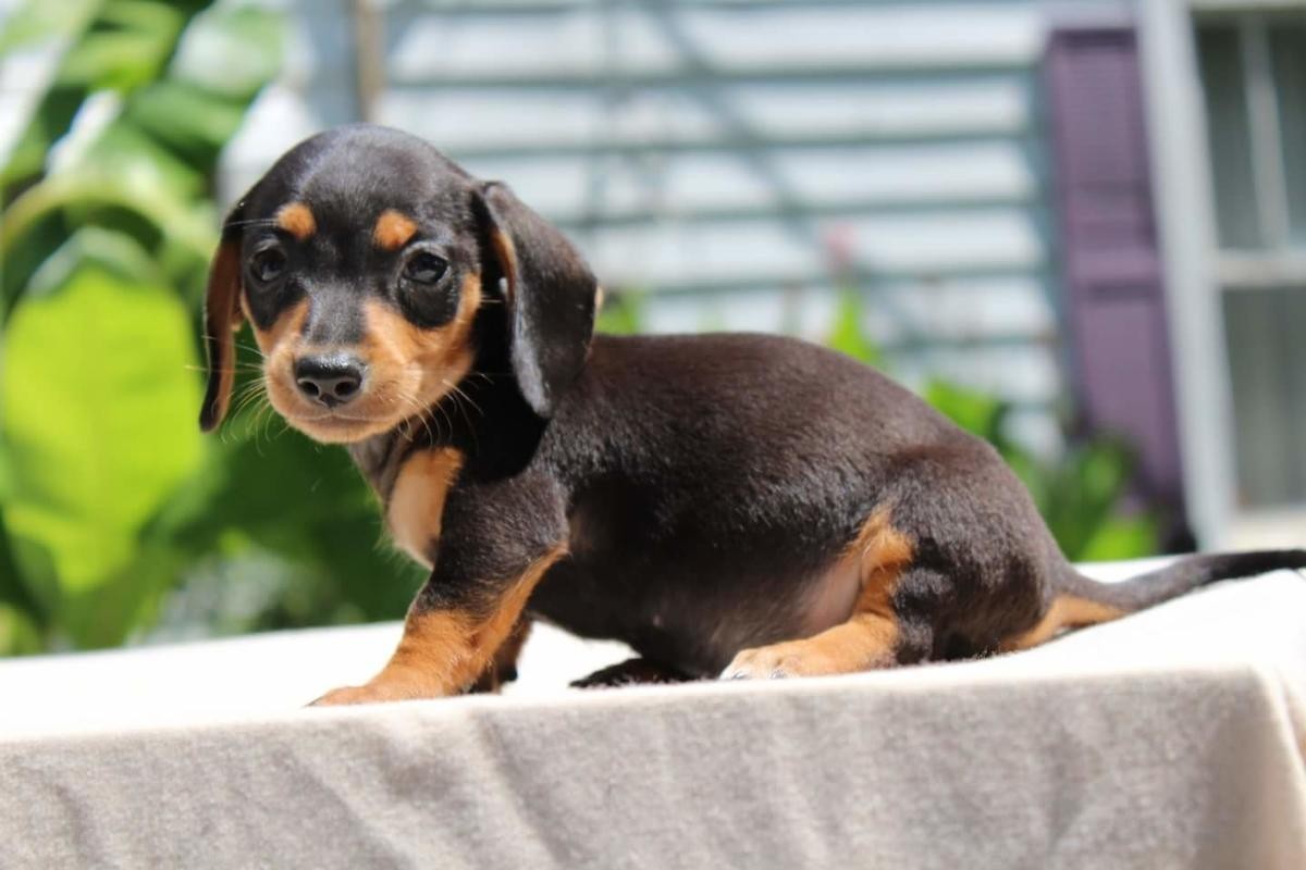Dachshund Puppies for sale near El Paso, TX, USA within