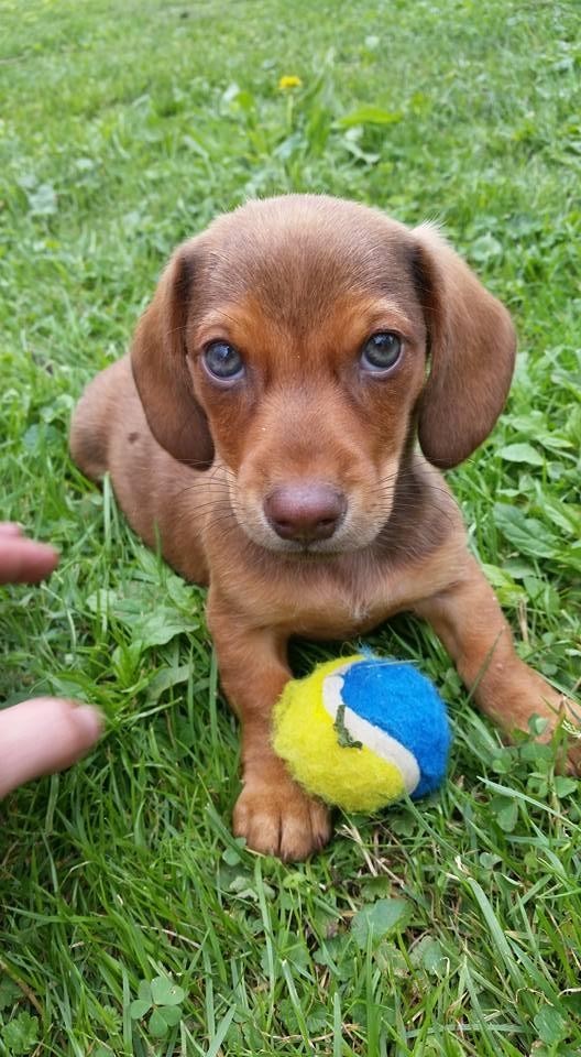 Dachshund Puppies For Sale Beckley, WV 81659 Petzlover