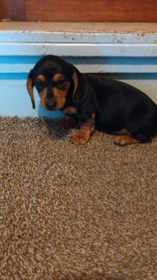 Dachshund Puppies For Sale Buffalo Ny Dachshund Puppies