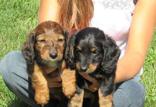 Dachshund Puppies For Sale Pittsburgh, PA 102554