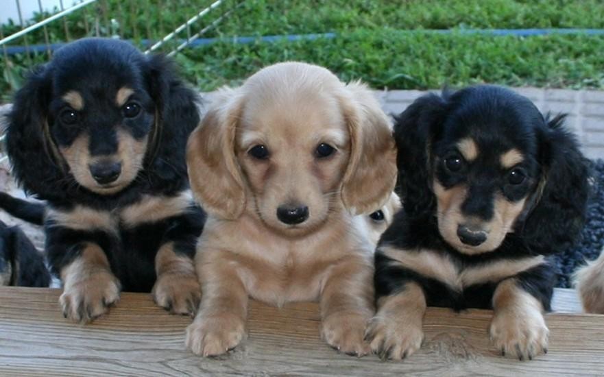 Dachshund Puppies For Sale Honolulu, HI 106757