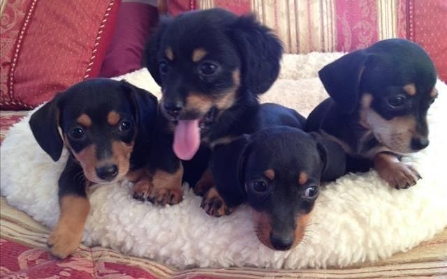 Dachshund Puppies For Sale Oklahoma City, OK 117326