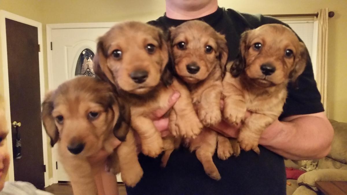 Dachshund Puppies For Sale Virginia Beach, VA 133163
