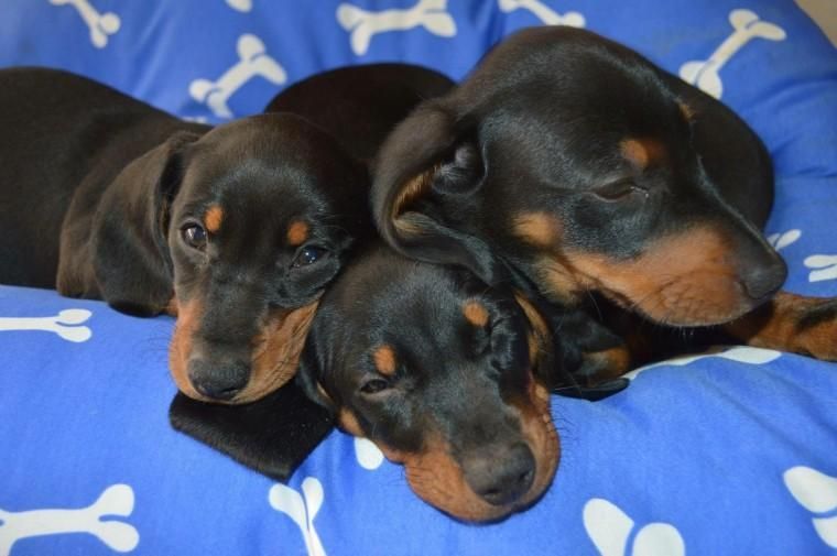Dachshund Puppies For Sale Austin, TX 146553 Petzlover