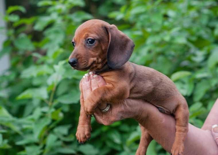 Dachshund Puppies For Sale Reno, NV 153980 Petzlover