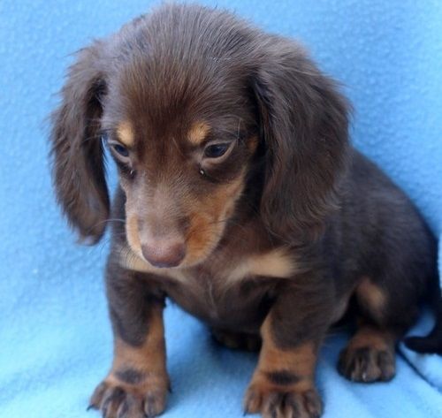 Dachshund Puppies For Sale Milwaukee, WI 158822