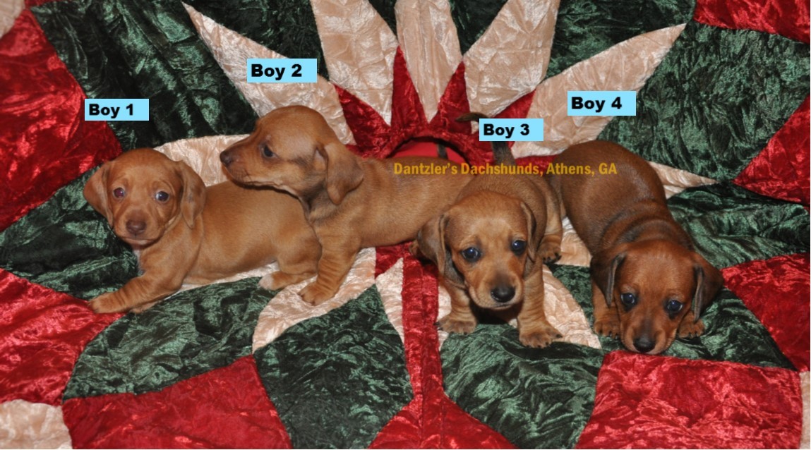 Dachshund Puppies For Sale Athens, GA 193293 Petzlover