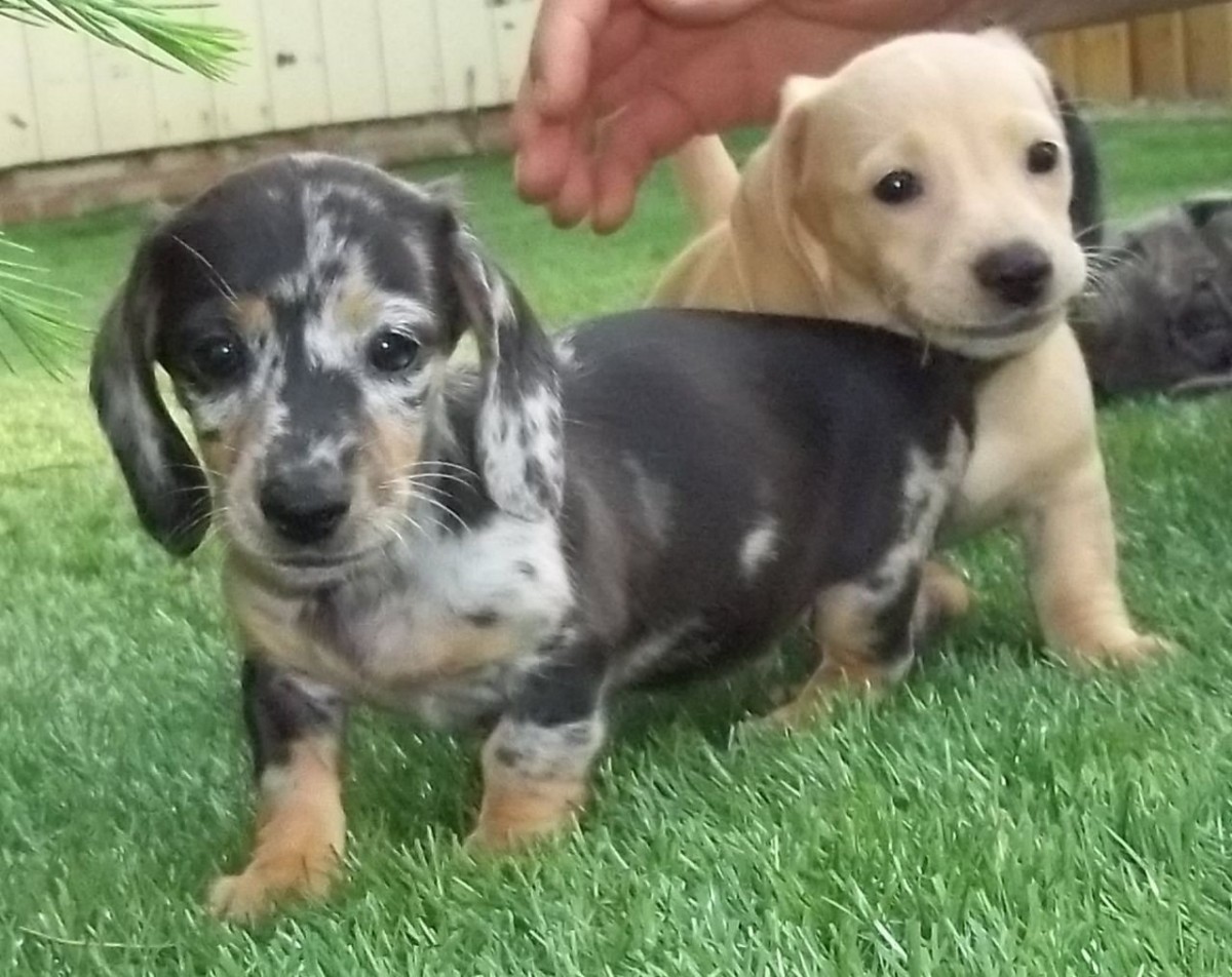 Dachshund Puppies For Sale Indianapolis, IN 213699