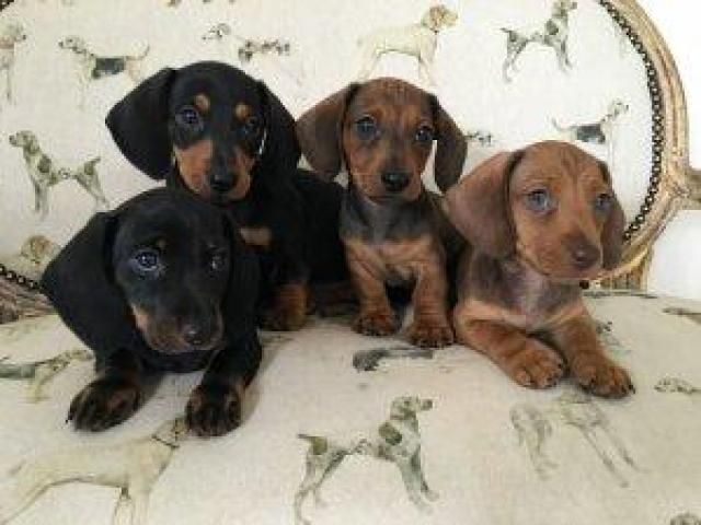 Dachshund Puppies For Sale Westerville Woods Drive
