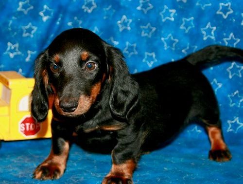 Dachshund Puppies For Sale  Bowling Green, KY #239209