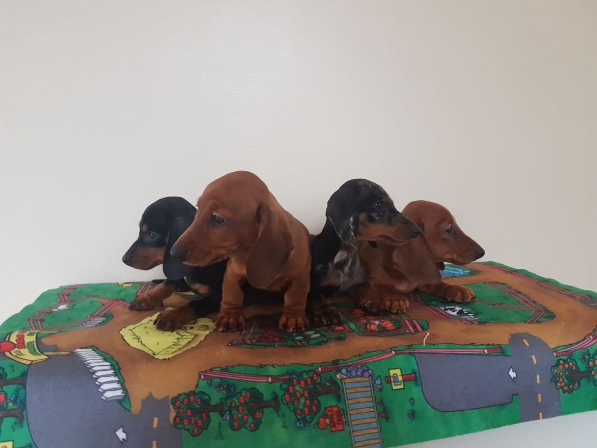 Dachshund Puppies For Sale Chicago, IL 241027 Petzlover