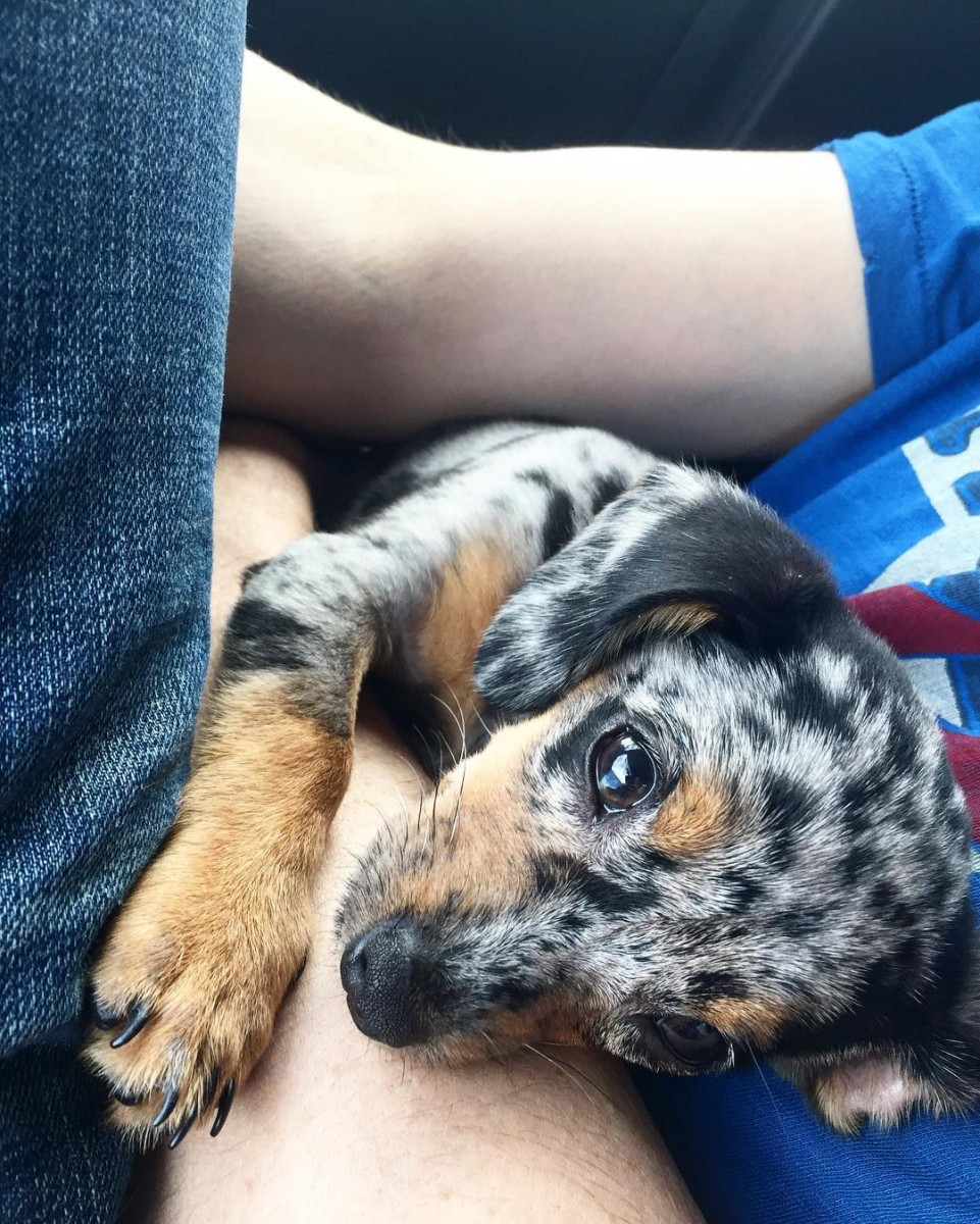 Dachshund Puppies Middle / Adopt on