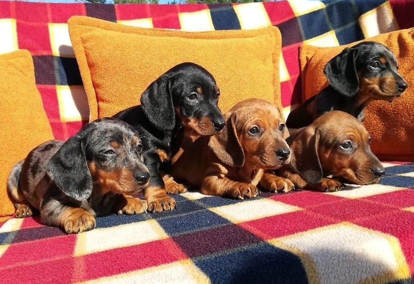 Dachshund Puppies For Sale Los Angeles, CA 251680