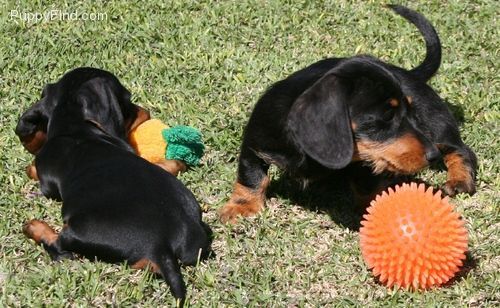 Dachshund Puppies For Sale Cincinnati, OH 266458