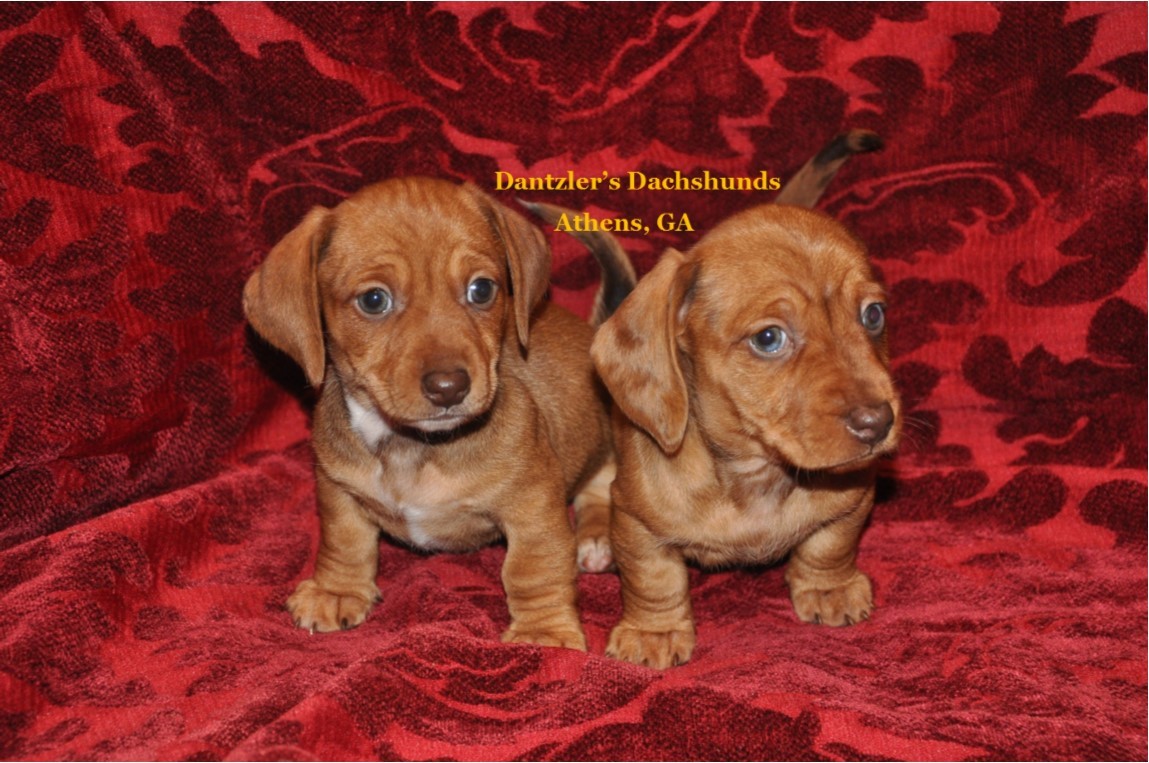 Dachshund Puppies For Sale Athens, GA 269519 Petzlover