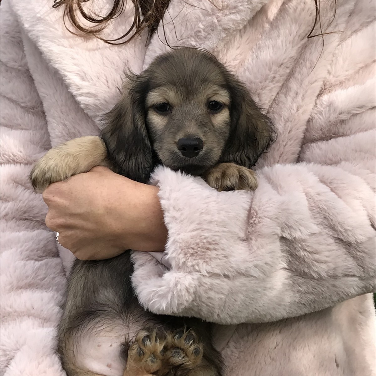 Dachshund Puppies For Sale Crystal, MI 313882 Petzlover