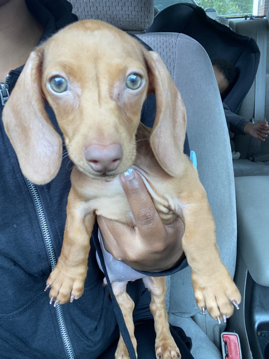 Dachshund Puppies For Sale New Haven, CT 334738