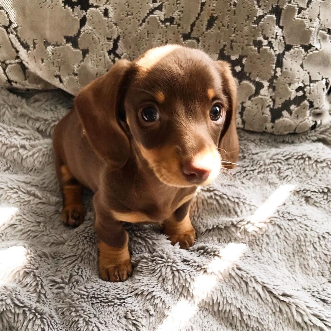 Dachshund For Sale in New Jersey (19) Petzlover
