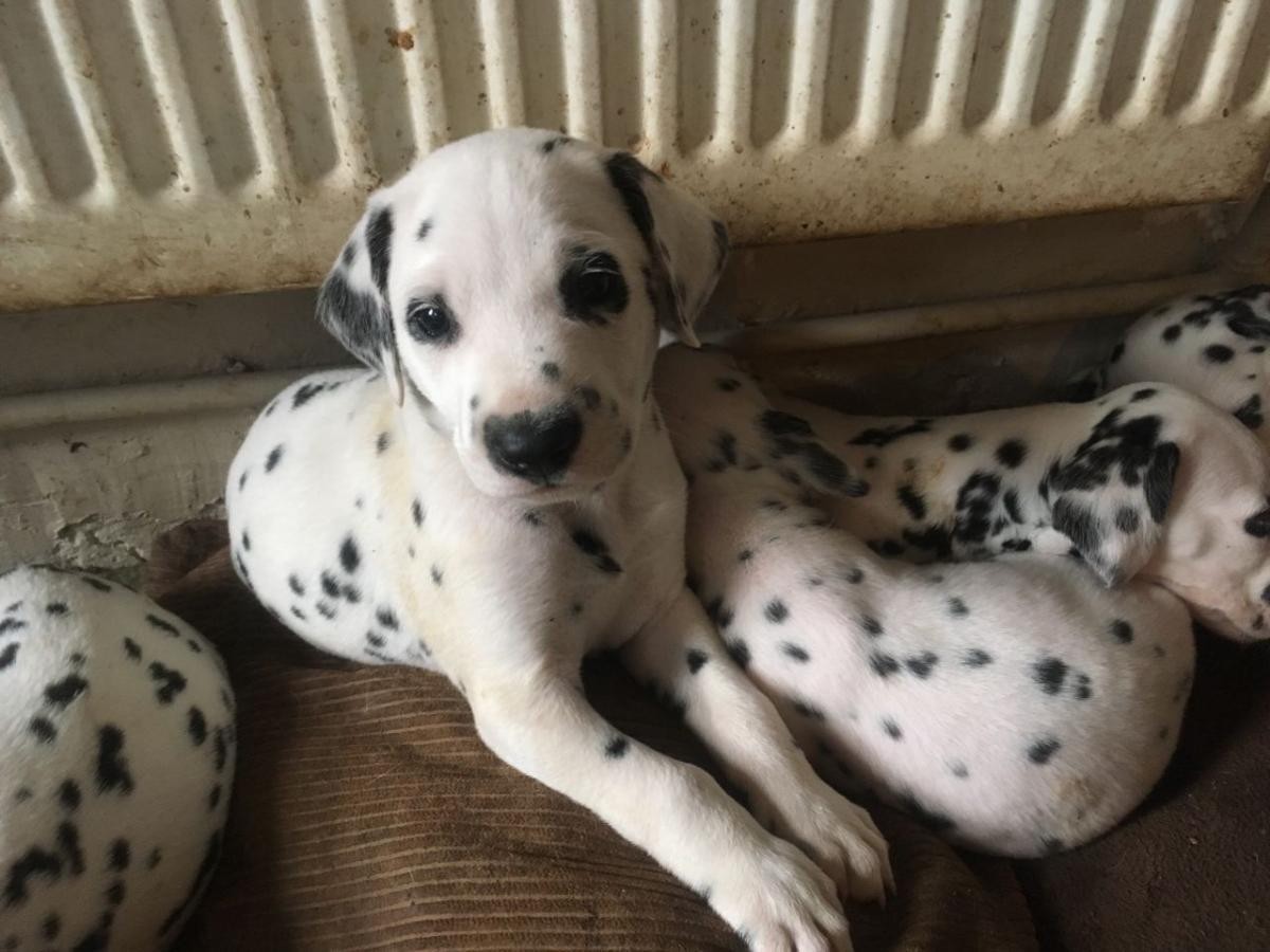 Dalmatian Puppies For Sale Columbus, OH 133203