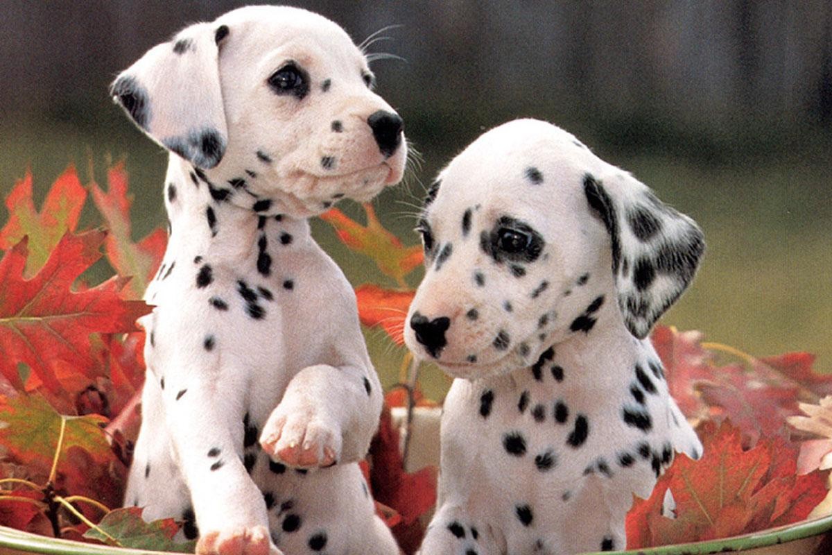 Dalmatian Puppies For Sale Martensdale, IA 153946