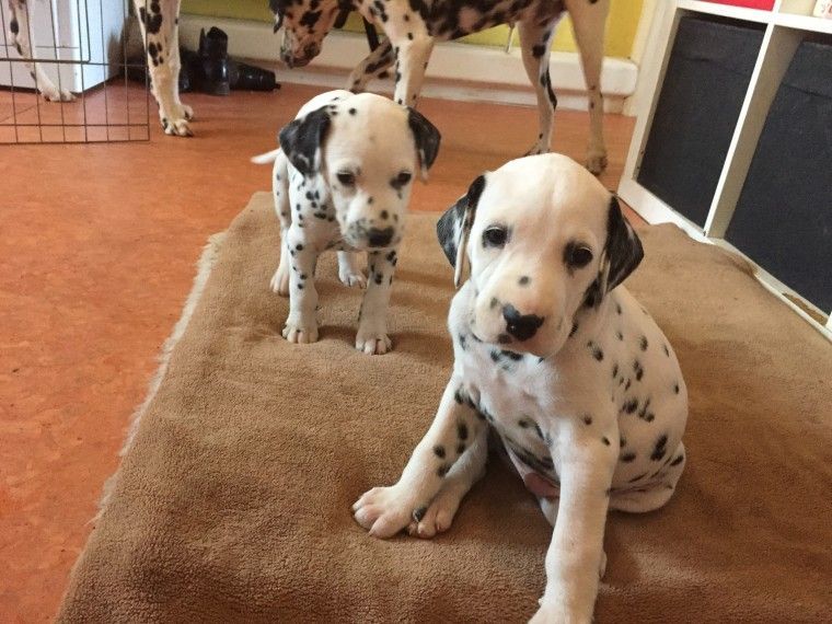 Dalmatian Puppies For Sale Houston, TX 192213 Petzlover
