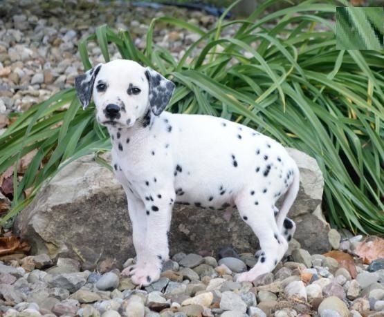Dalmatian Puppies For Sale New Jersey 3, NJ 211020