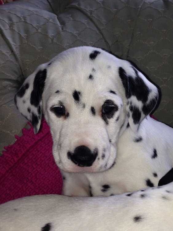Dalmatian Puppies For Sale Portland, OR 233573