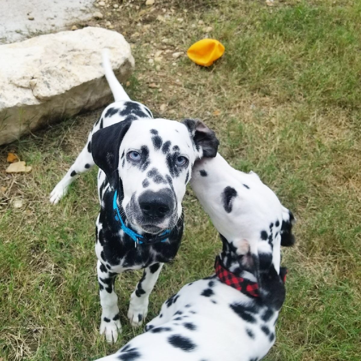 Dalmatian Puppies For Sale San Antonio, TX 252288