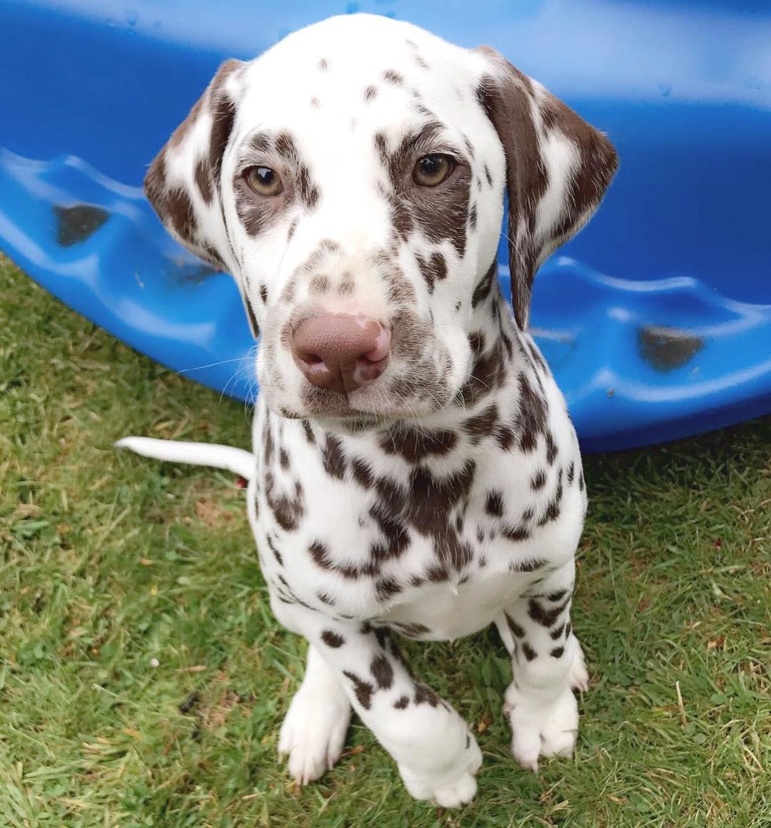 Dalmatian Puppies For Sale 
