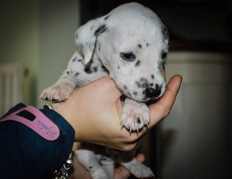 Dalmatian Puppies For Sale Los Angeles, CA 257402