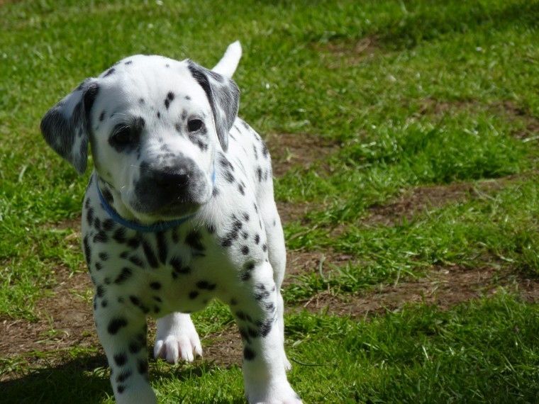 Dalmatian Puppies For Sale New York, NY 261689